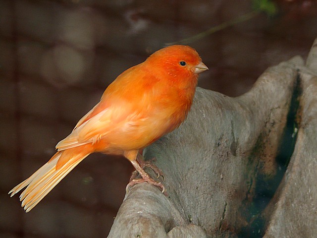 Canari, serinus canaria