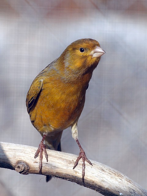 Canari, serinus canaria