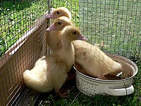 Jeunes canards