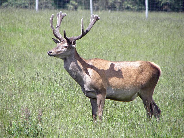 Cerf laphe,  cervus elaphus