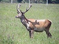 Cerf élaphe, cervus elaphus