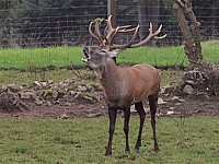 Cerf élaphe