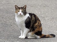 Chat domestique, felis silvestris catus