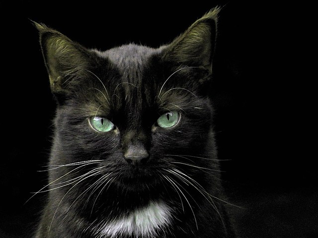 Tête du chat