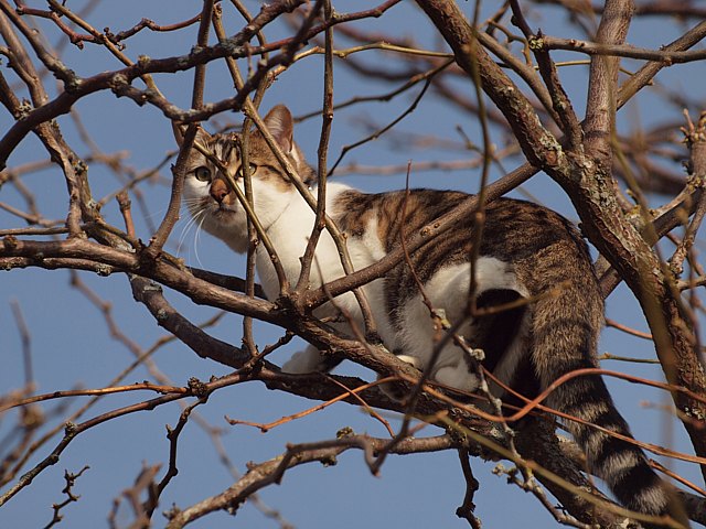 Chat dans un arbre
