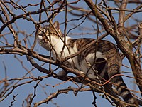 Chat dans un arbre