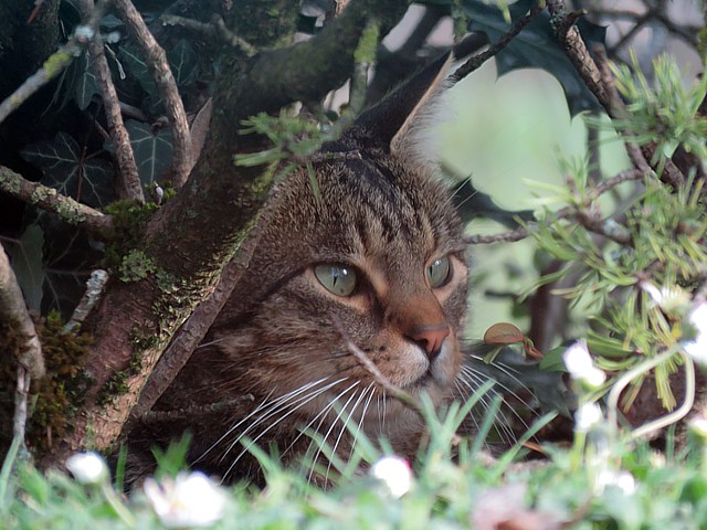 Chat  l'afft