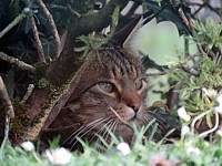 Chat à l'affût