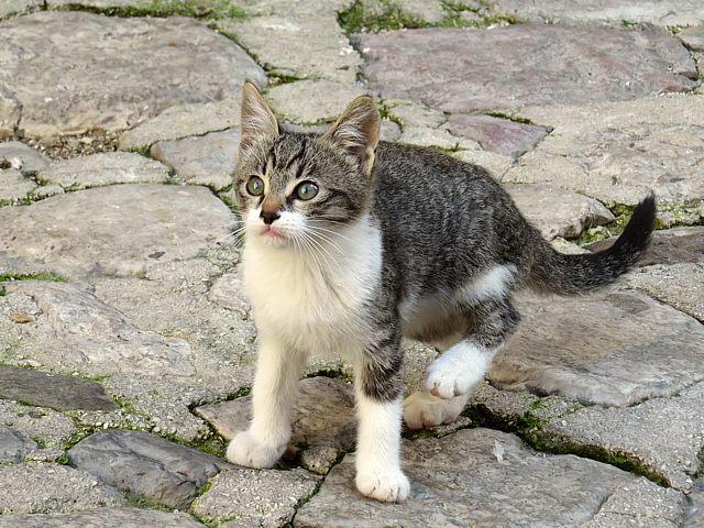 Chaton
