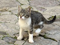 Chaton
