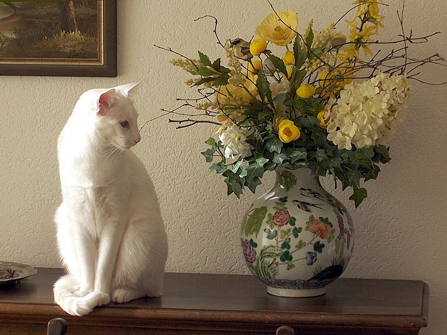 Chat d'appartement