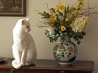Chat d'appartement