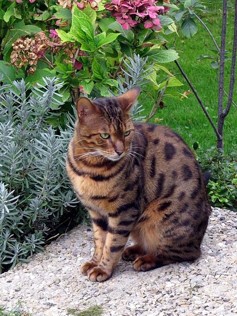 Chat Bengal