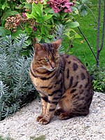 Chat Bengal