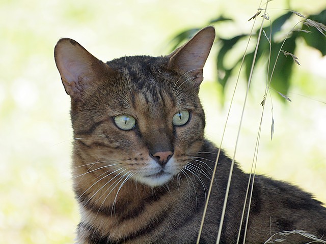 Chat de race Bengal