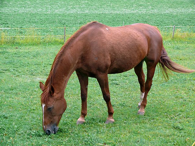 Cheval, equus caballus