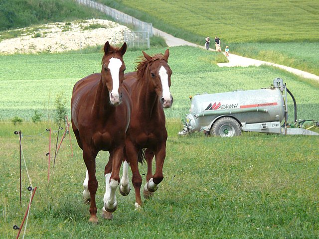 Chevaux au galop