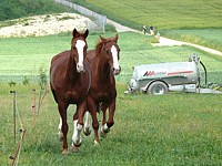 Chevaux à Bevaix