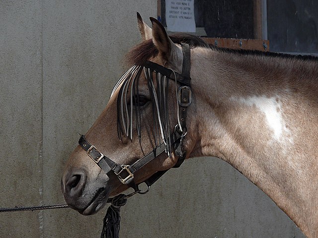 Tte de cheval