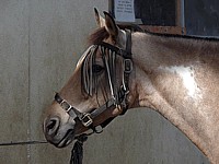 Cheval de selle