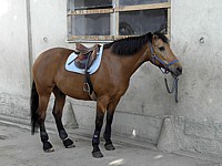 Cheval de selle