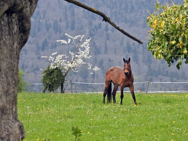 Cheval dans un pr