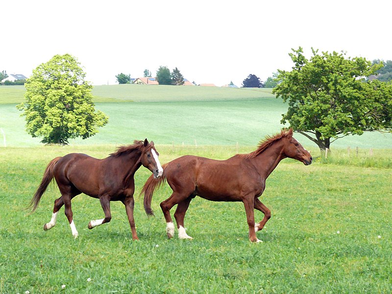 Cheval dans un pr�