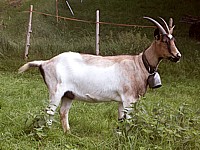 Chèvre, capra aegagrus hircus