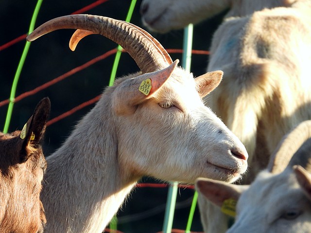 Chvre,  capra aegagrus hircus