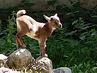 Chevreau ou cabri