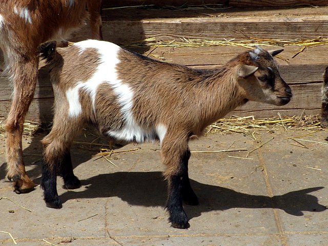 Chevreau