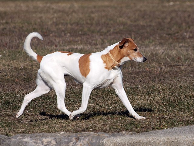 Chien, canis lupus familiaris
