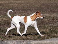 Chien, canis lupus familiaris