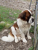 Chien Saint-Bernard