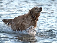 Chien prenant un bain