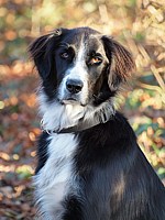 Portrait de chien
