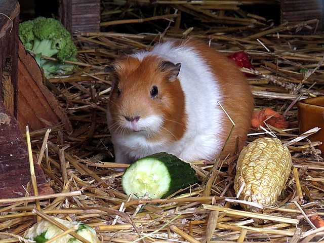 Cochon d'Inde, cavia porcellus