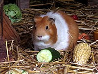 Cochon d'Inde, cavia porcellus