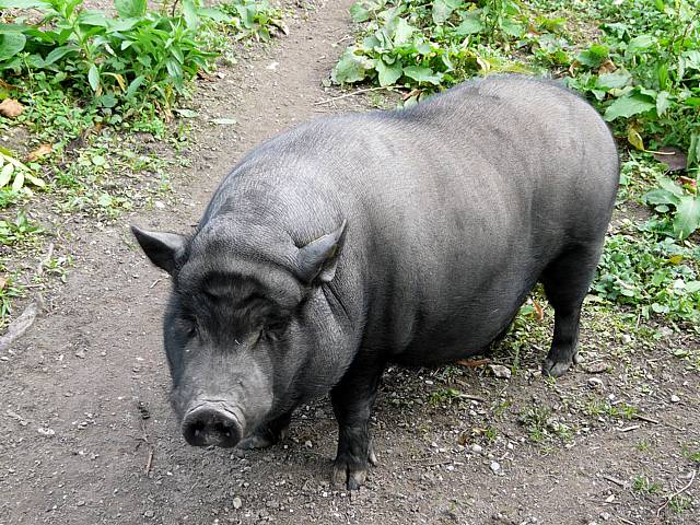 Cochon vietnamien