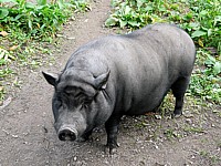Cochon vietnamien