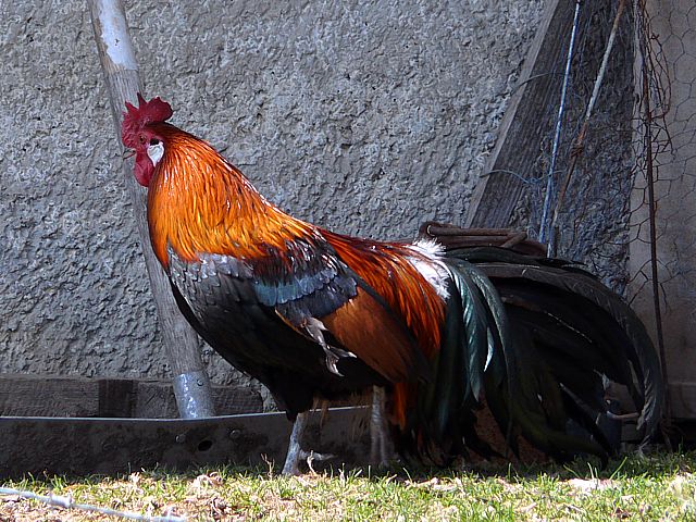 Coq domestique, gallus gallus domesticus