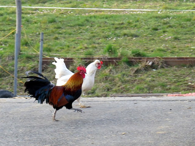 Course autour du poulailler