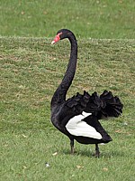 Cygne noir, cygnus atratus