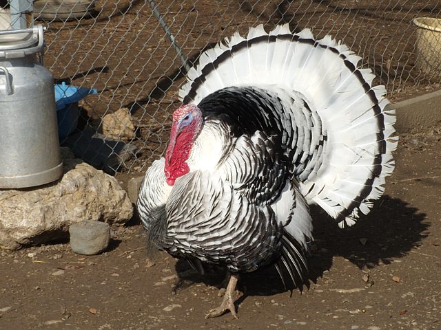 Dindon, meleagris gallopavo
