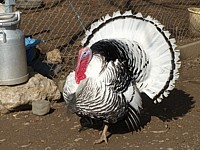Dindon, meleagris gallopavo