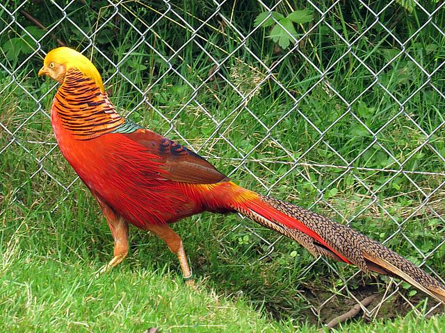 Faisan dor, chrysolophus pictus