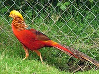 Faisan doré, chrysolophus pictus