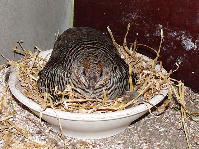 Faisane de Colchide sur ses oeufs