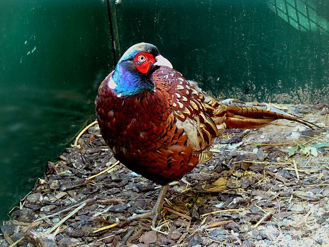 Faisan de Colchide, phasianus colchicus