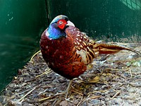 Faisan de Colchide, phasianus colchicus